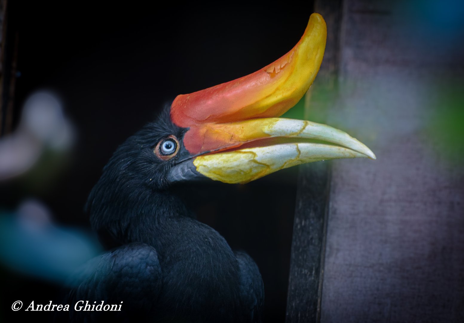Rhinocheros hornbill