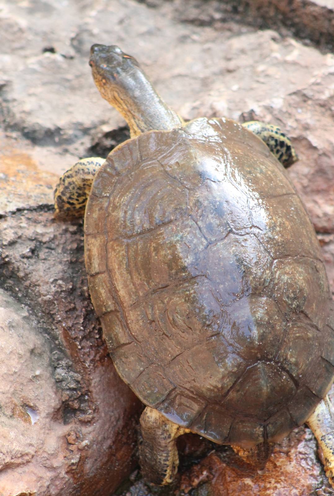 Rhinoclemmys aerolata