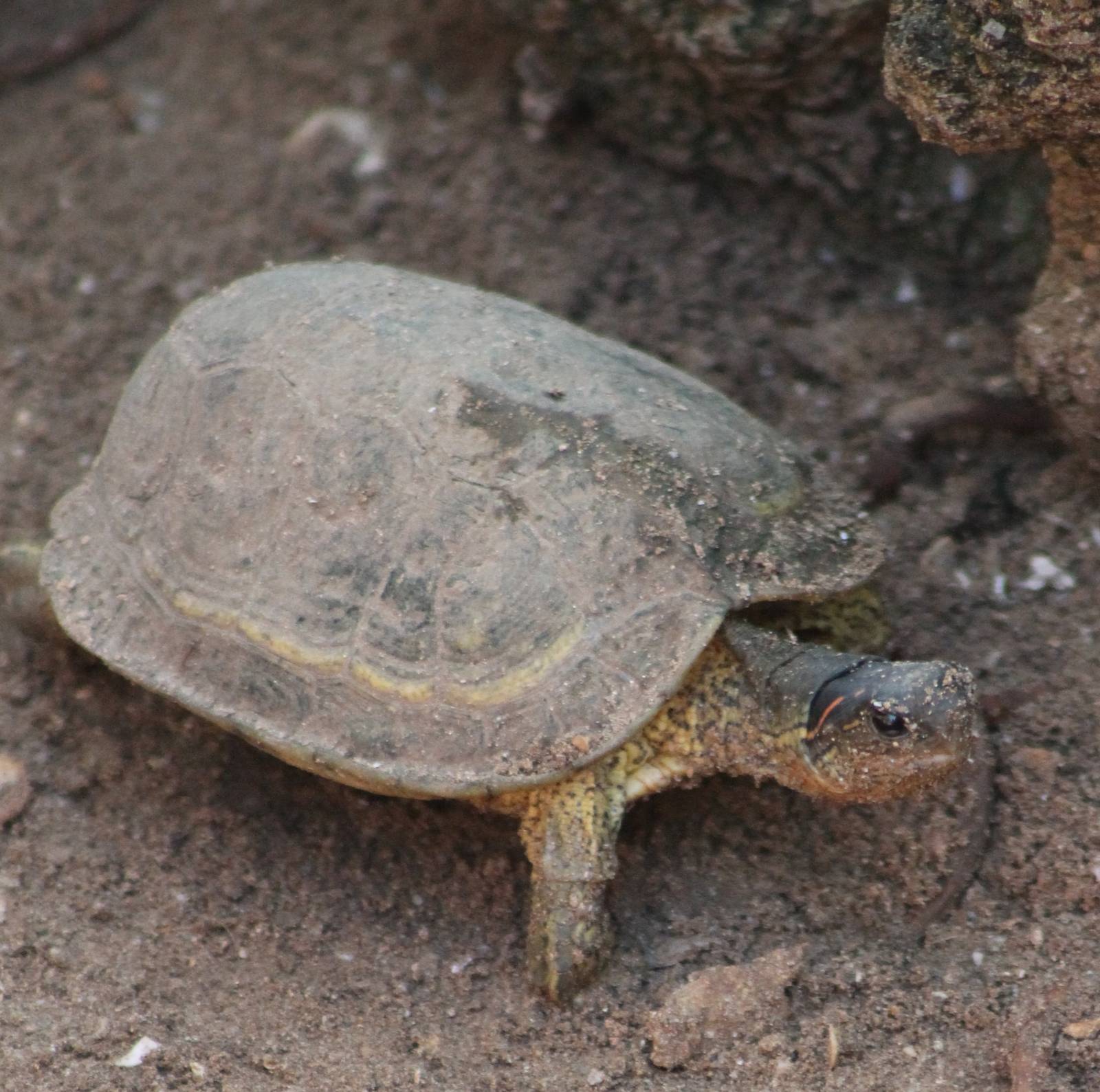 Rhinoclemmys aerolata