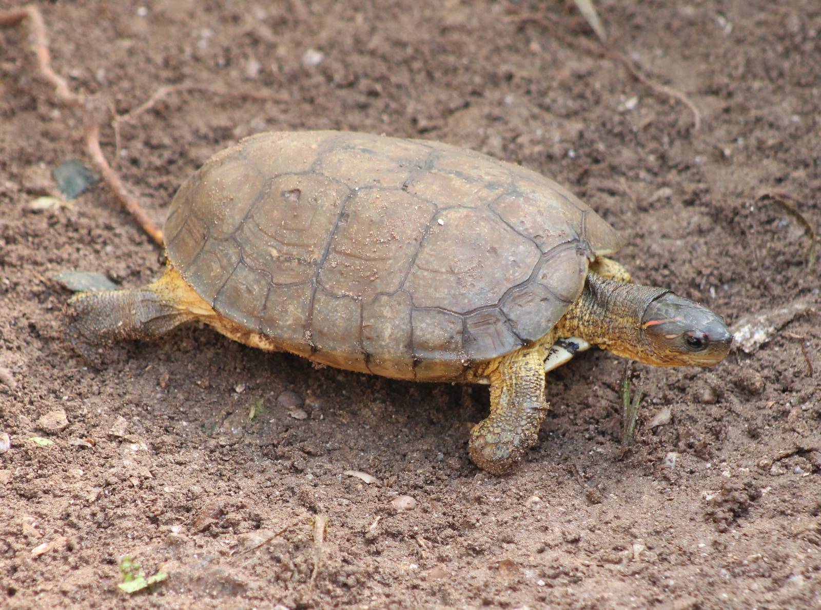 Rhinoclemmys aerolata