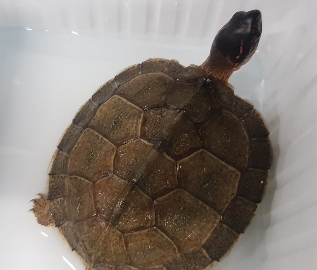 Rhinoclemmys areolata