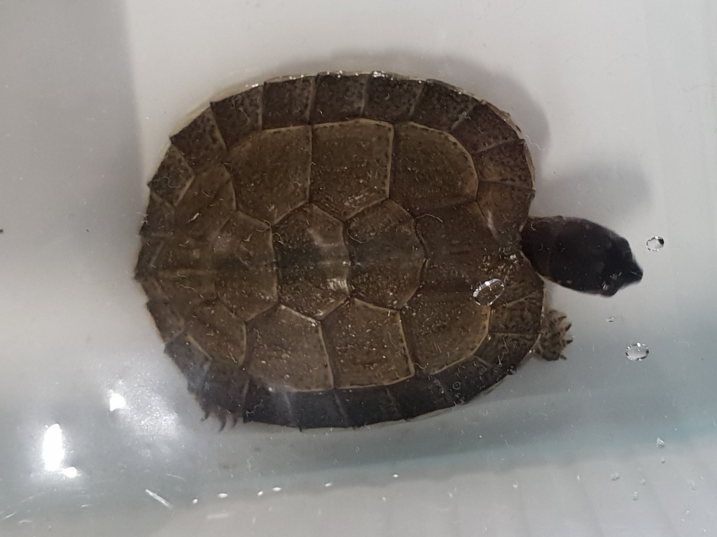 Rhinoclemmys areolata