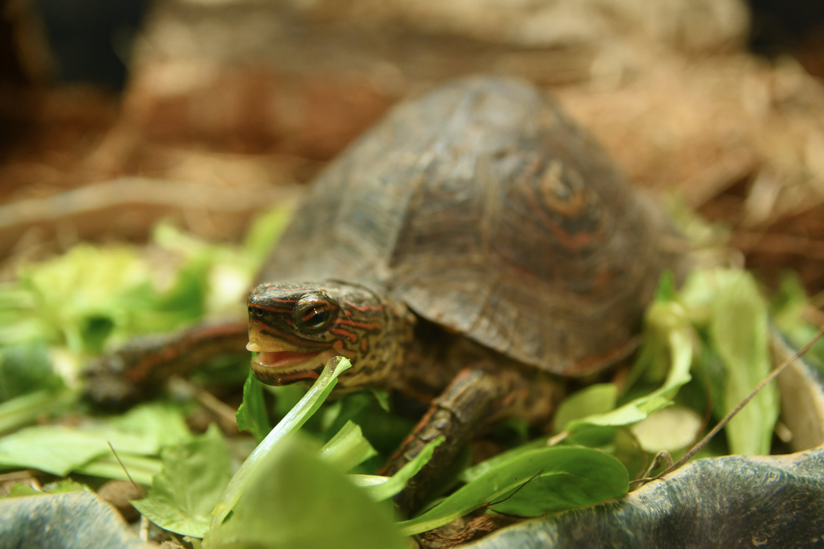 Rhinoclemmys areolata