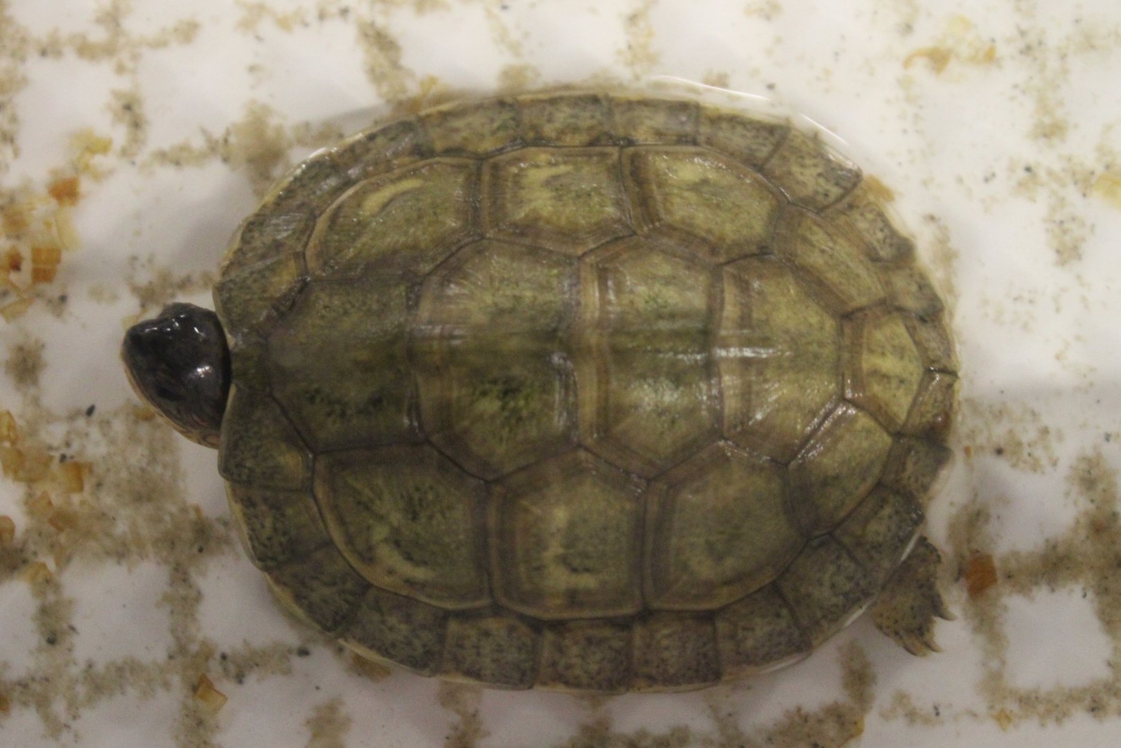 Rhinoclemmys areolata