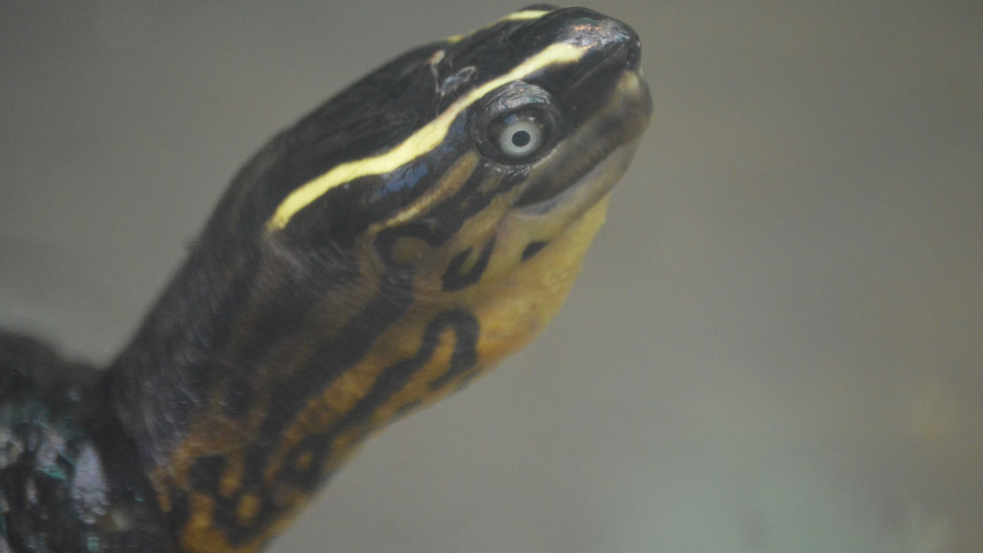 Rhinoclemmys melanosterna