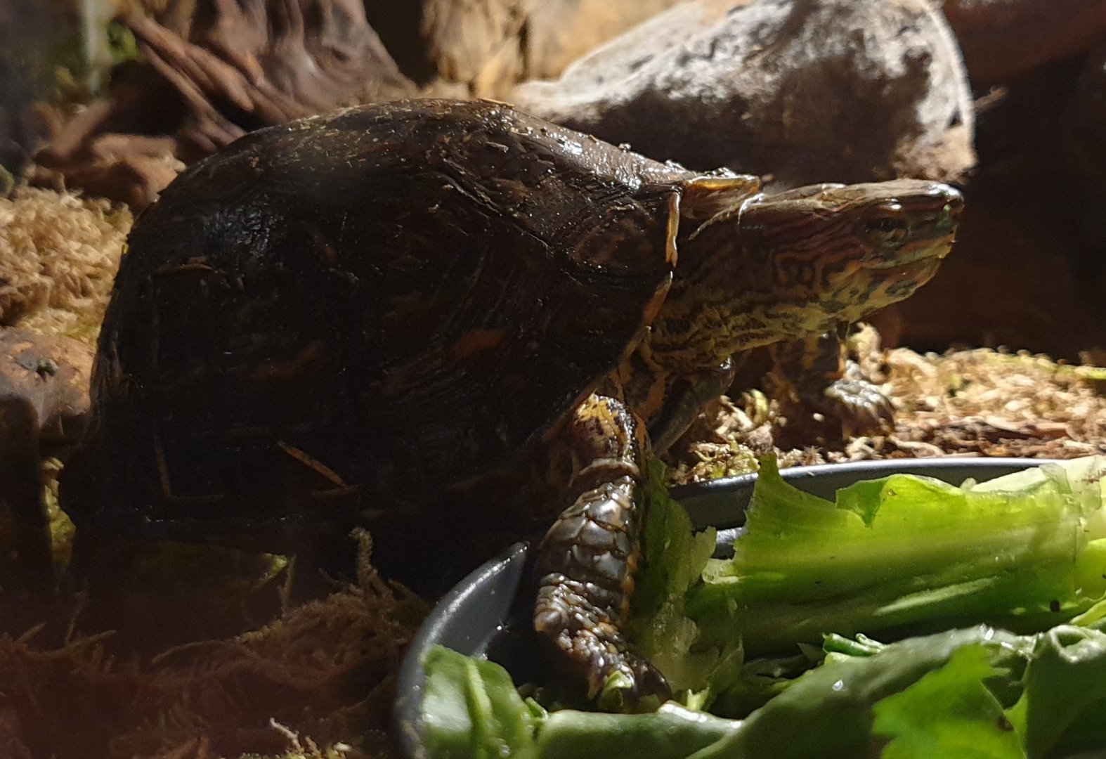 Rhinoclemmys pulcherimma manni