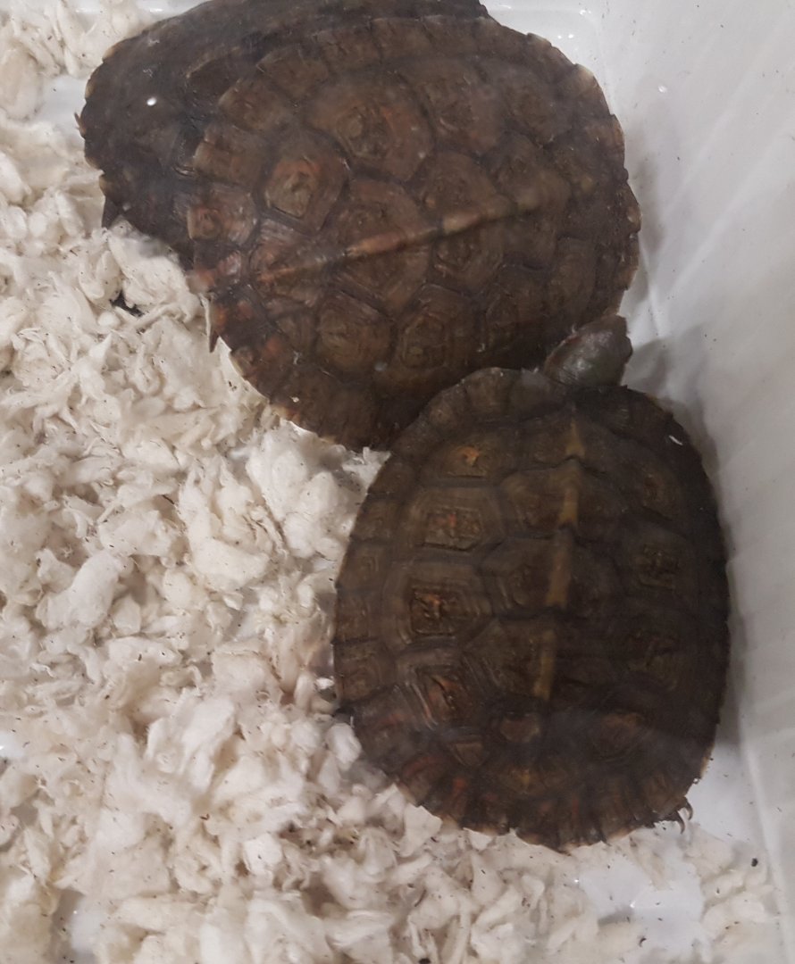 Rhinoclemmys pulcherrima incisa