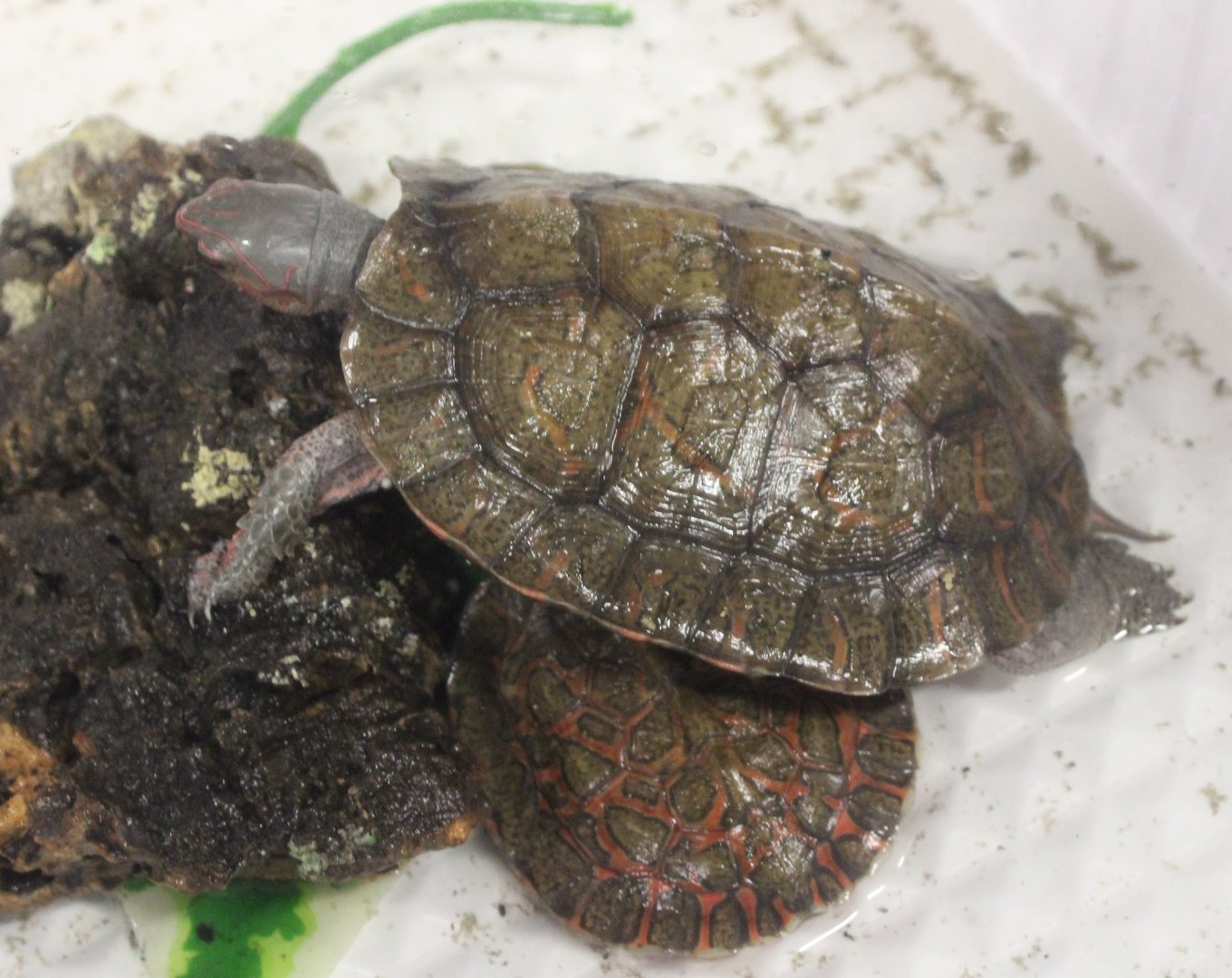 Rhinoclemmys pulcherrima incisa