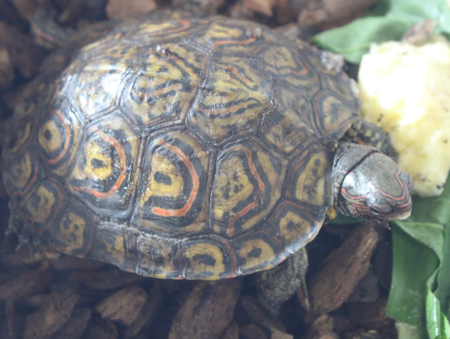 Rhinoclemmys pulcherrima manni