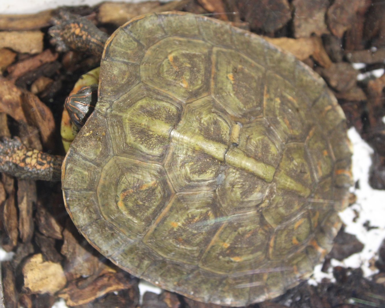 Rhinoclemmys pulcherrima pulcherrima