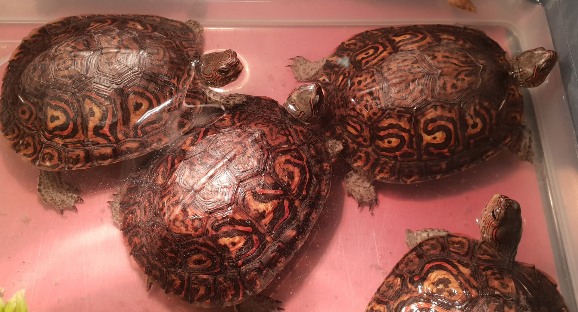 Rhinoclemmys pulcherrima