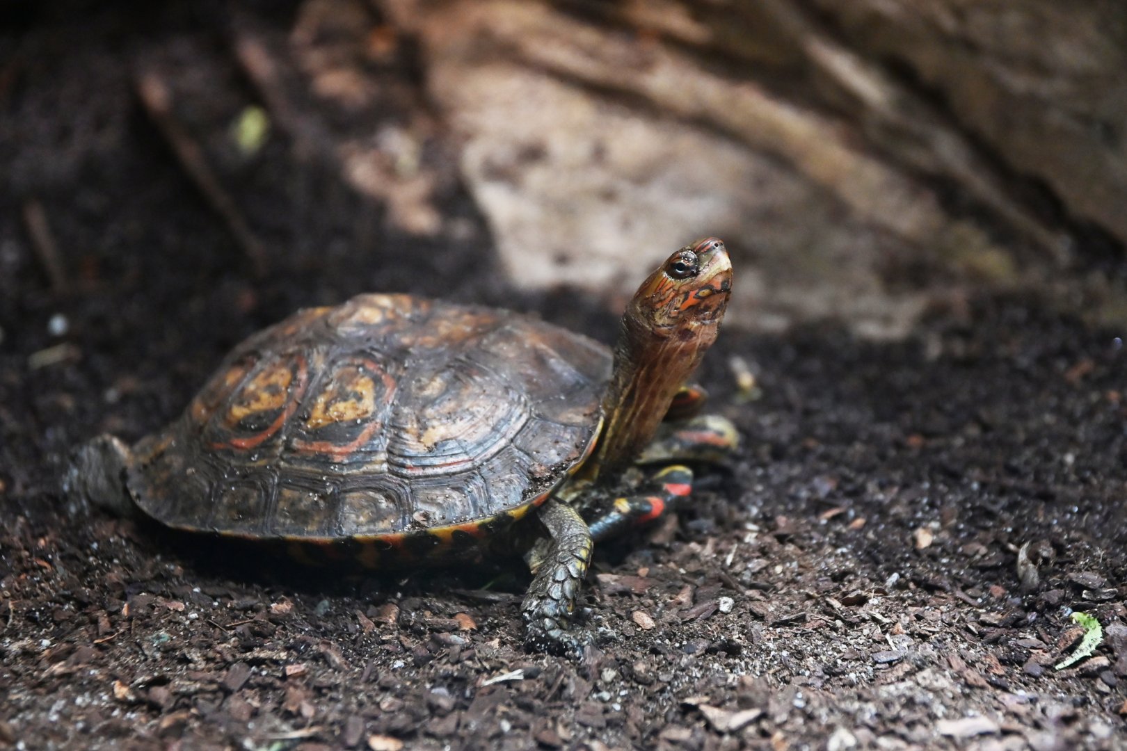 Rhinoclemmys pulcherrima