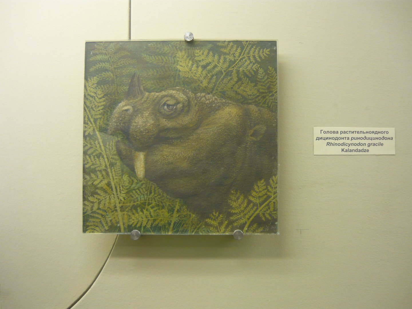 Rhinodicynodon gracile reconstruction