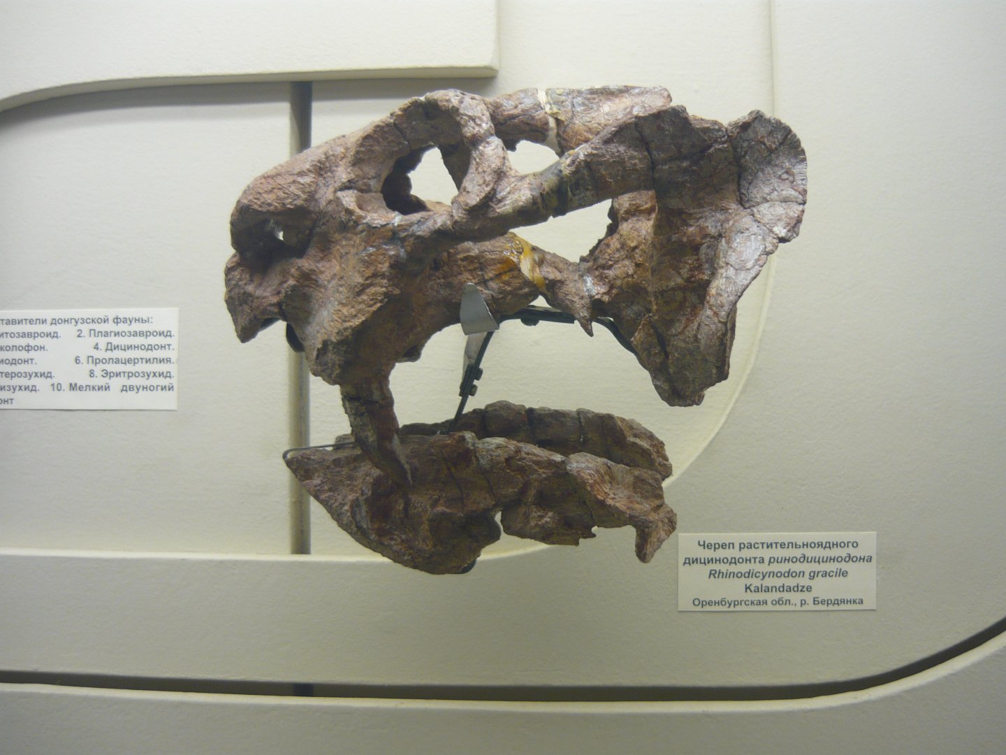 Rhinodicynodon gracile skull