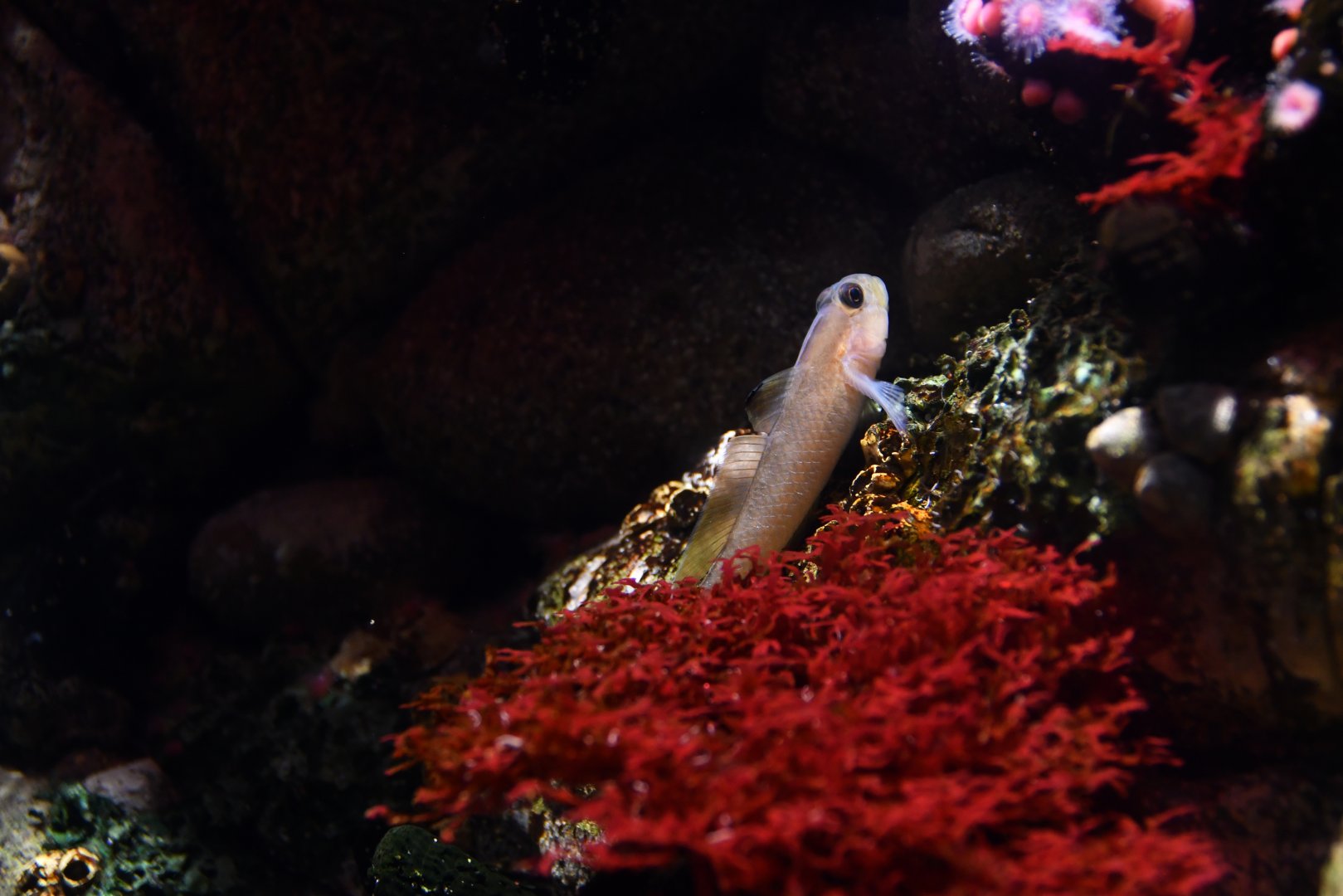 Rhinogobiops nicholsii