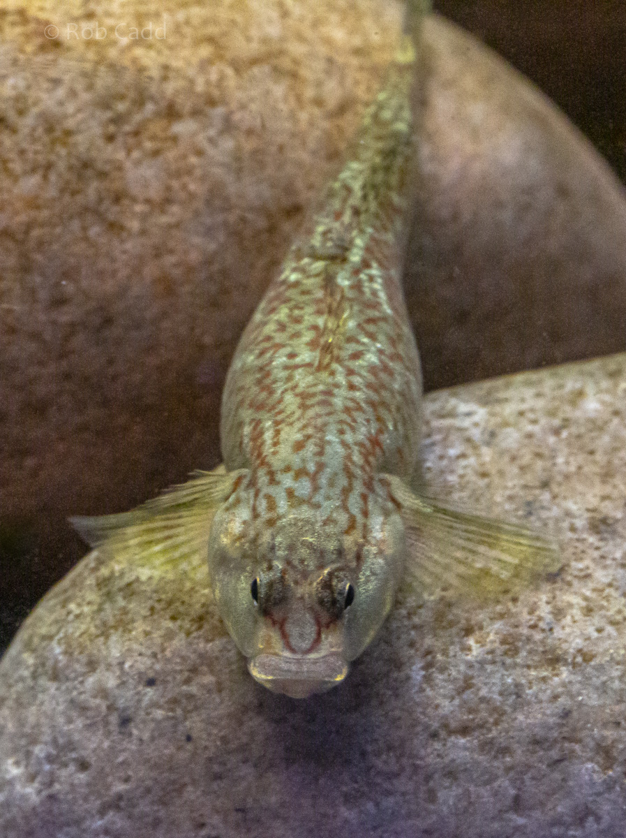 Rhinogobius duospilus : Whipsnade : 06 Sep 2019