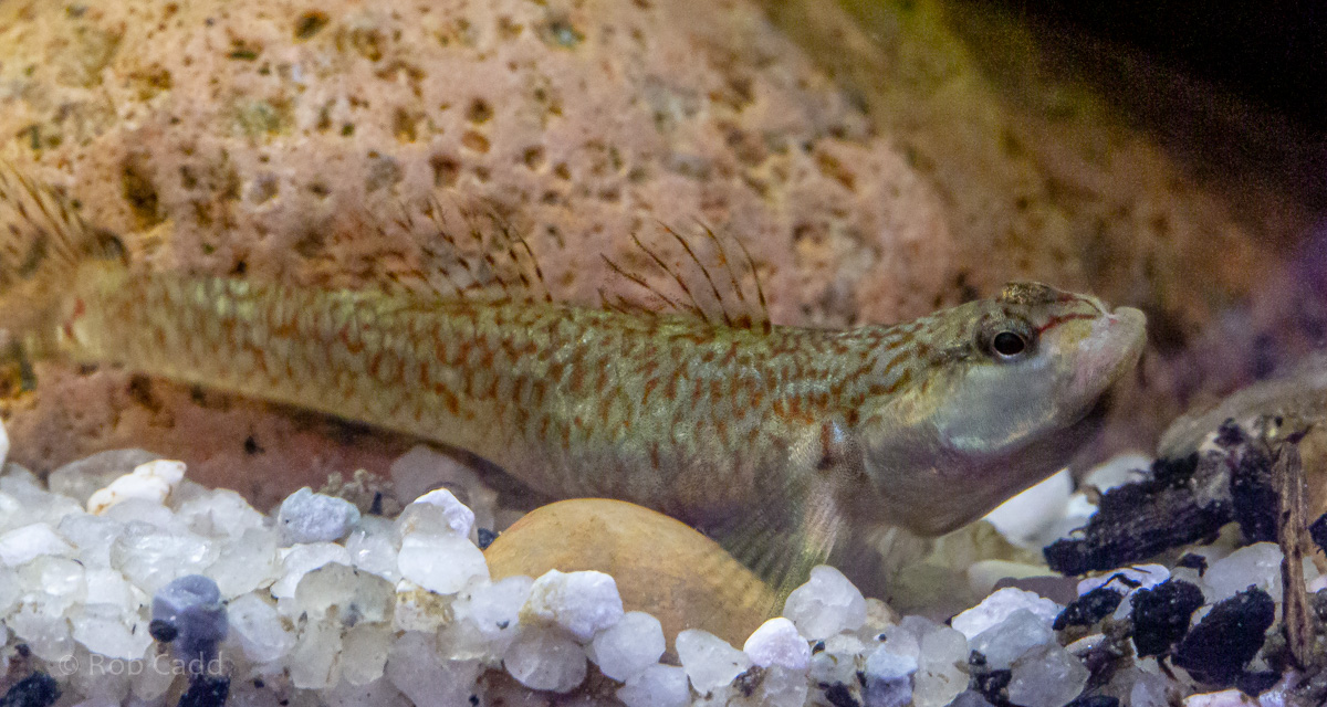 Rhinogobius duospilus : Whipsnade : 06 Sep 2019