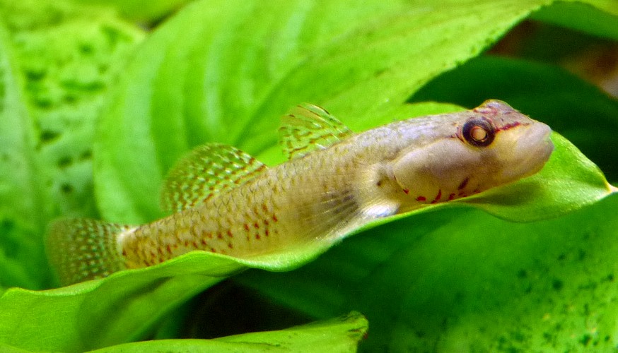 Rhinogobius duospilus