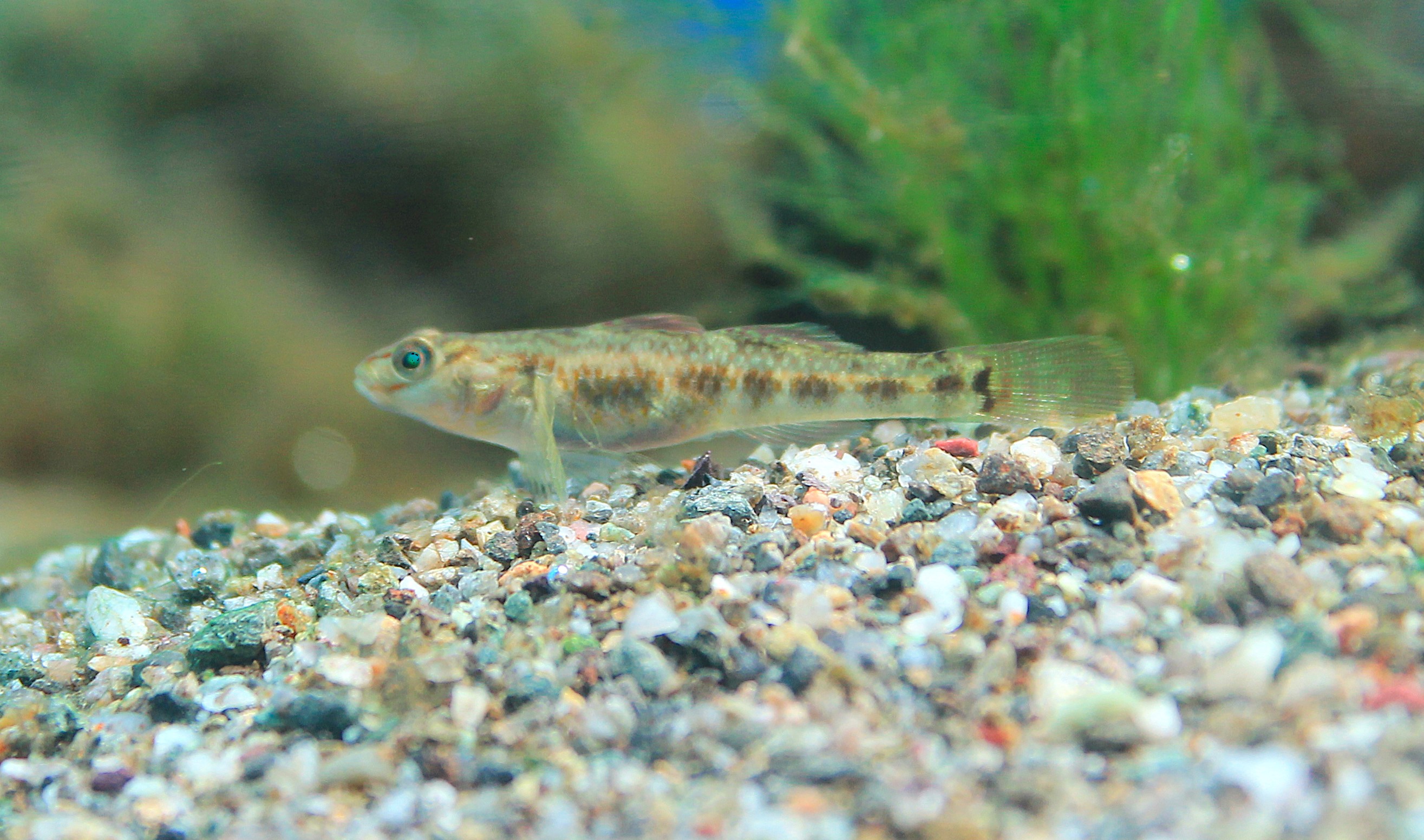 Rhinogobius kurodai