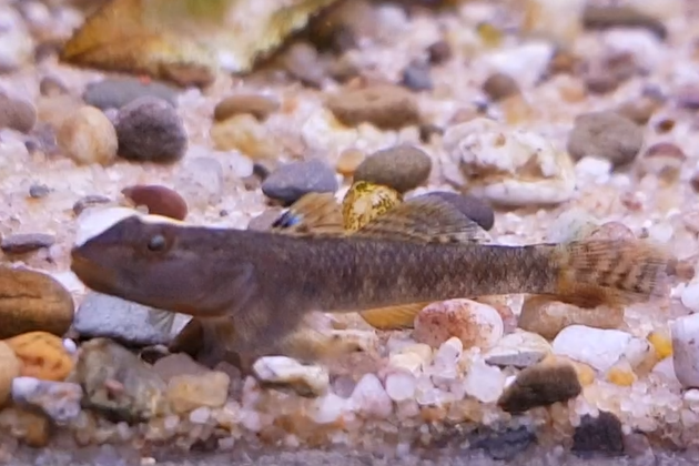 Rhinogobius species