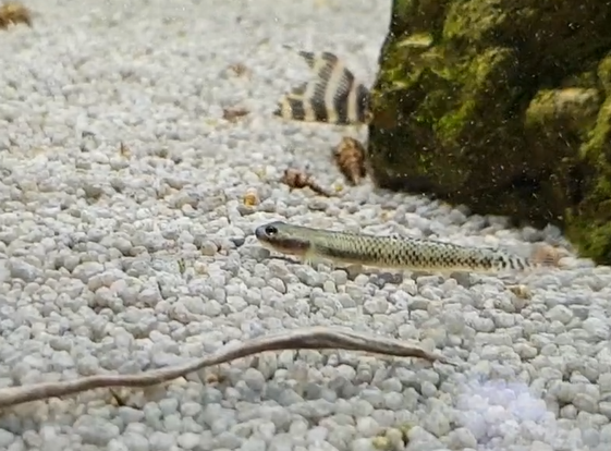 Rhinogobius species