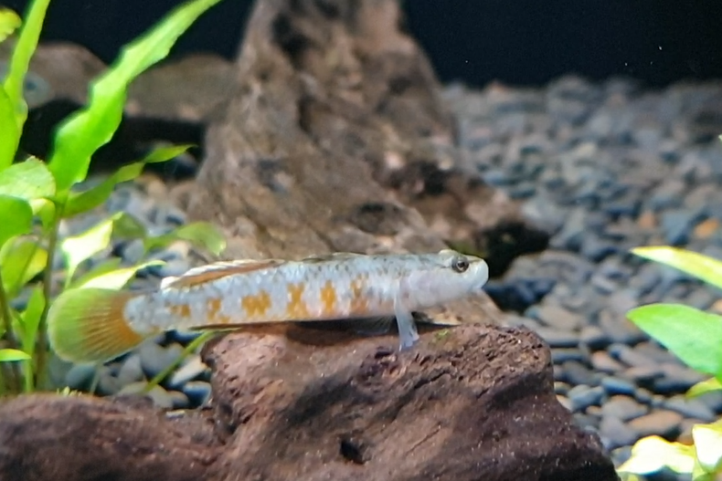 Rhinogobius zhoui