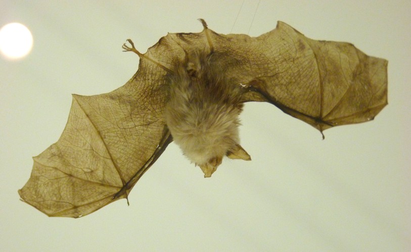 Rhinolophus hipposideros