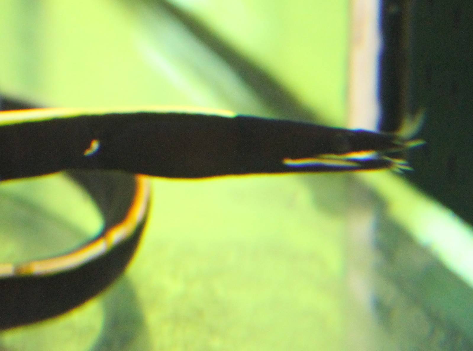 Rhinomuraena guaesita