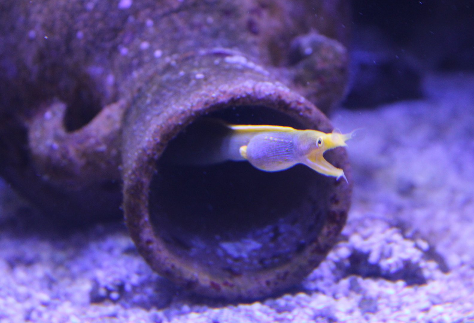 Rhinomuraena quaesita