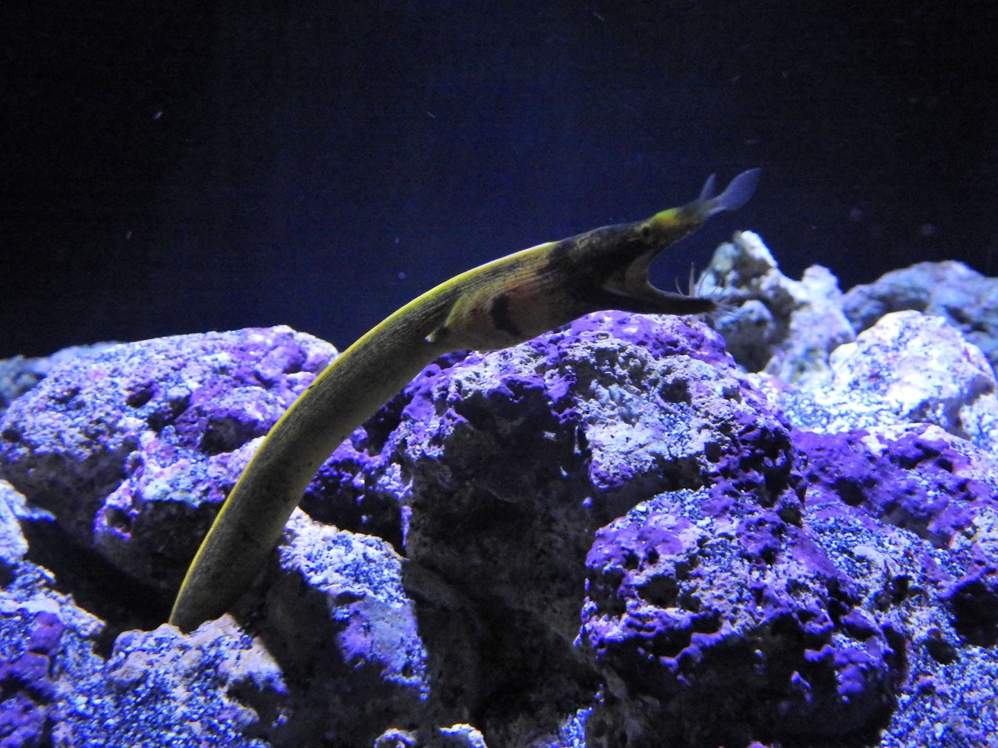 Rhinomuraena quaesita