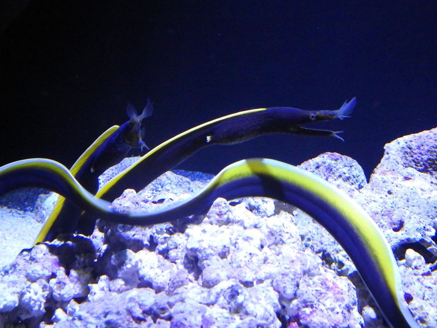 Rhinomuraena quaesita