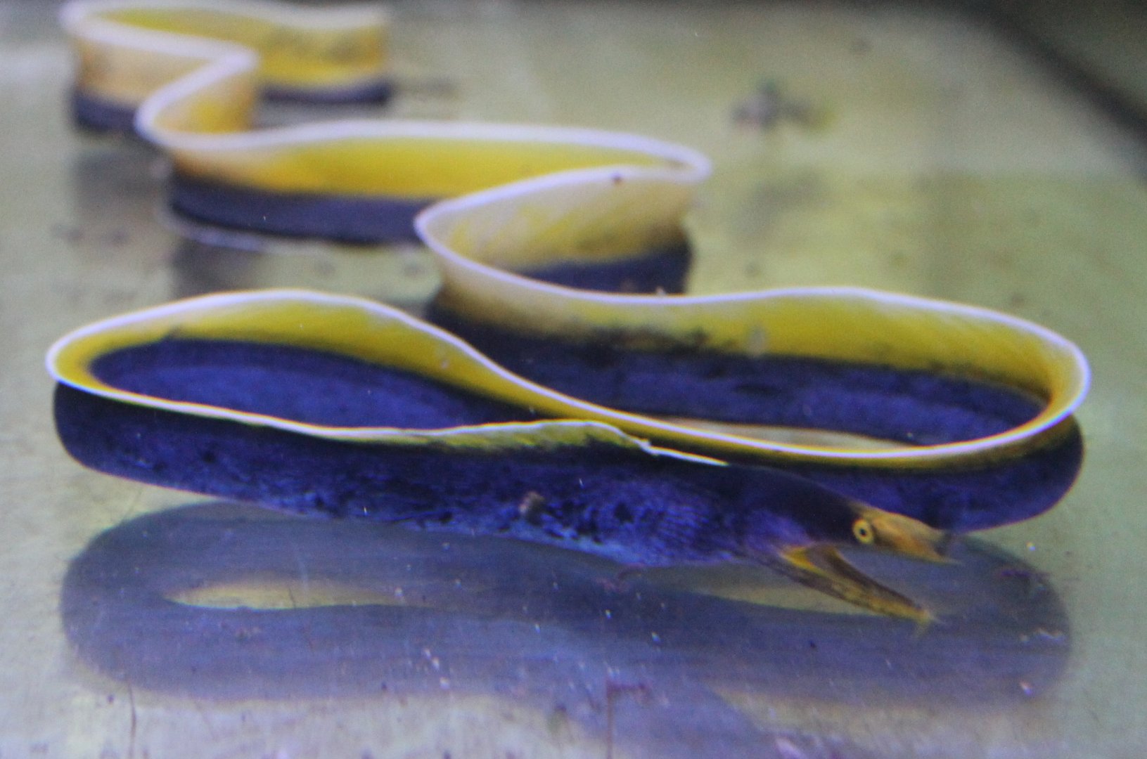 Rhinomuranea species