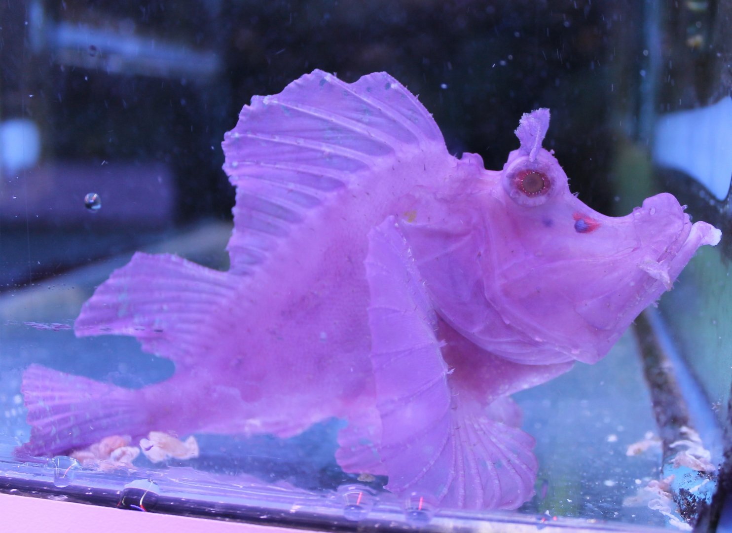 Rhinopias eschmeyeri