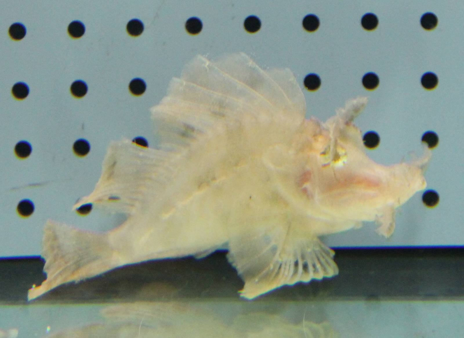 Rhinopias scorpionfish