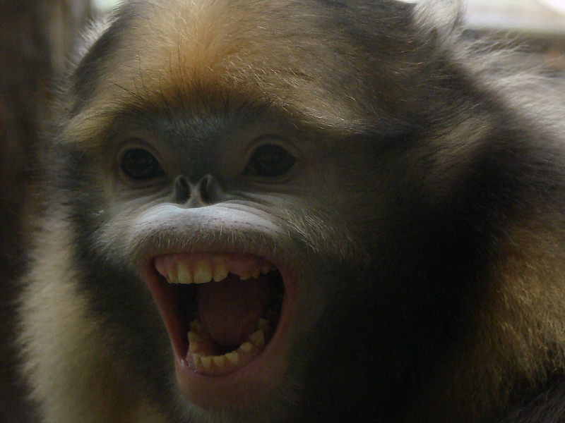 Rhinopithecus brelichi / Gray snub-nosed Monkey (immature male)