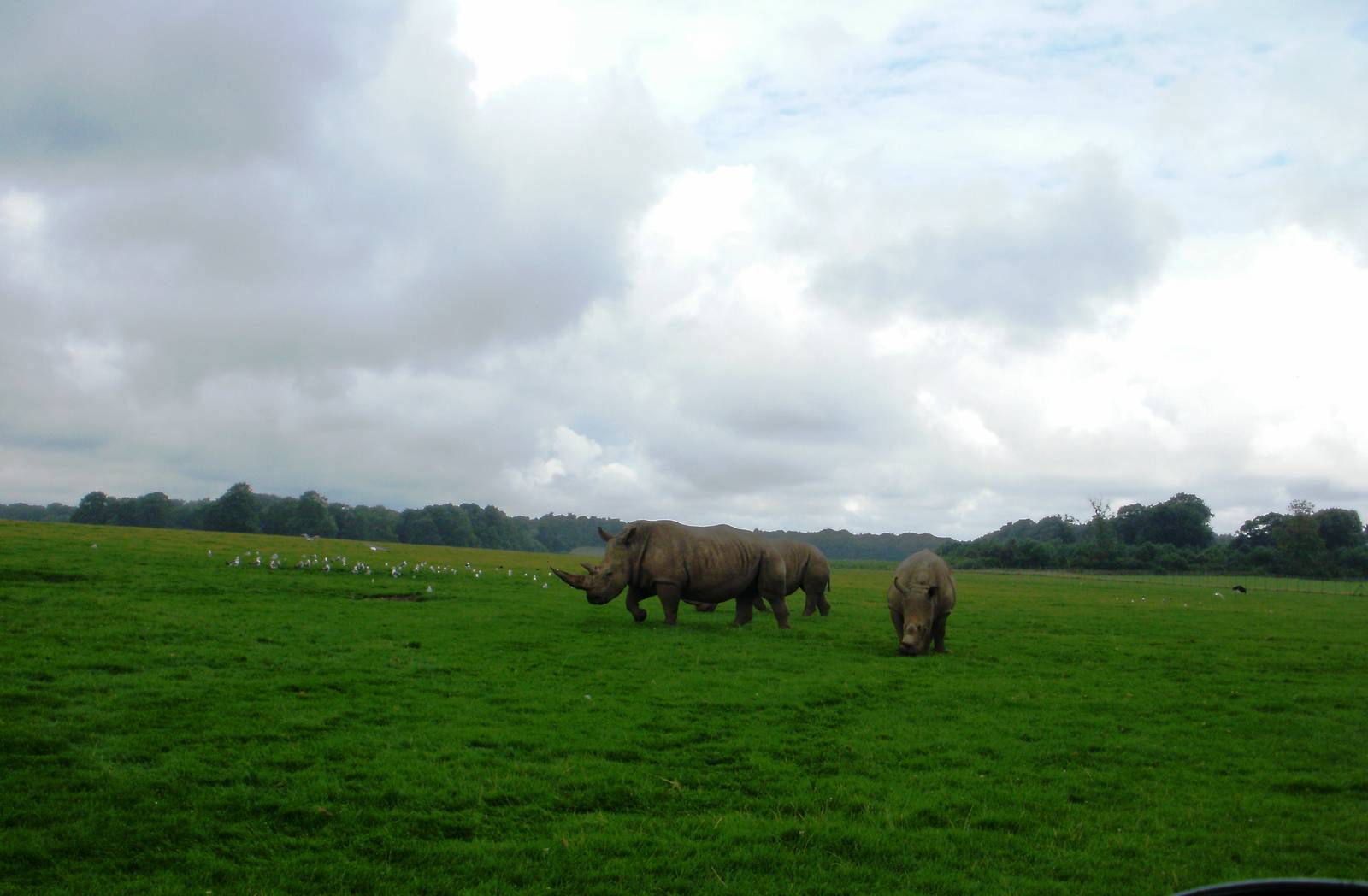 Rhinos - 07.08.2010