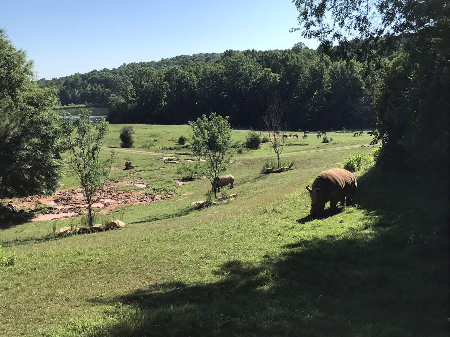Rhinos and Oryx on Watani Grasslands
