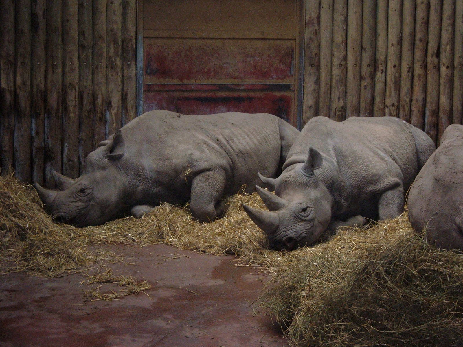 Rhinos at Chester Zoo