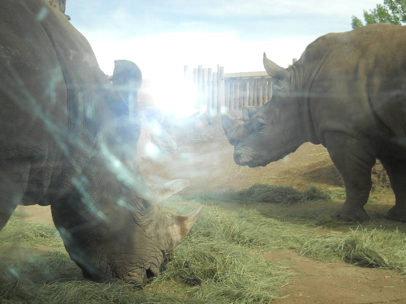 Rhinos behind glass