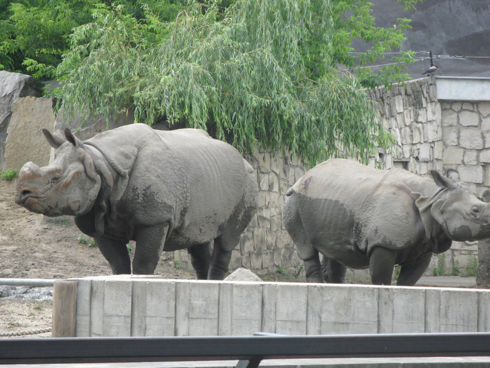 Rhinos couple
