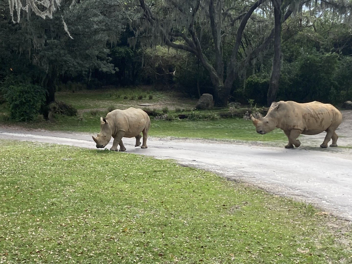 Rhinos crossing the road