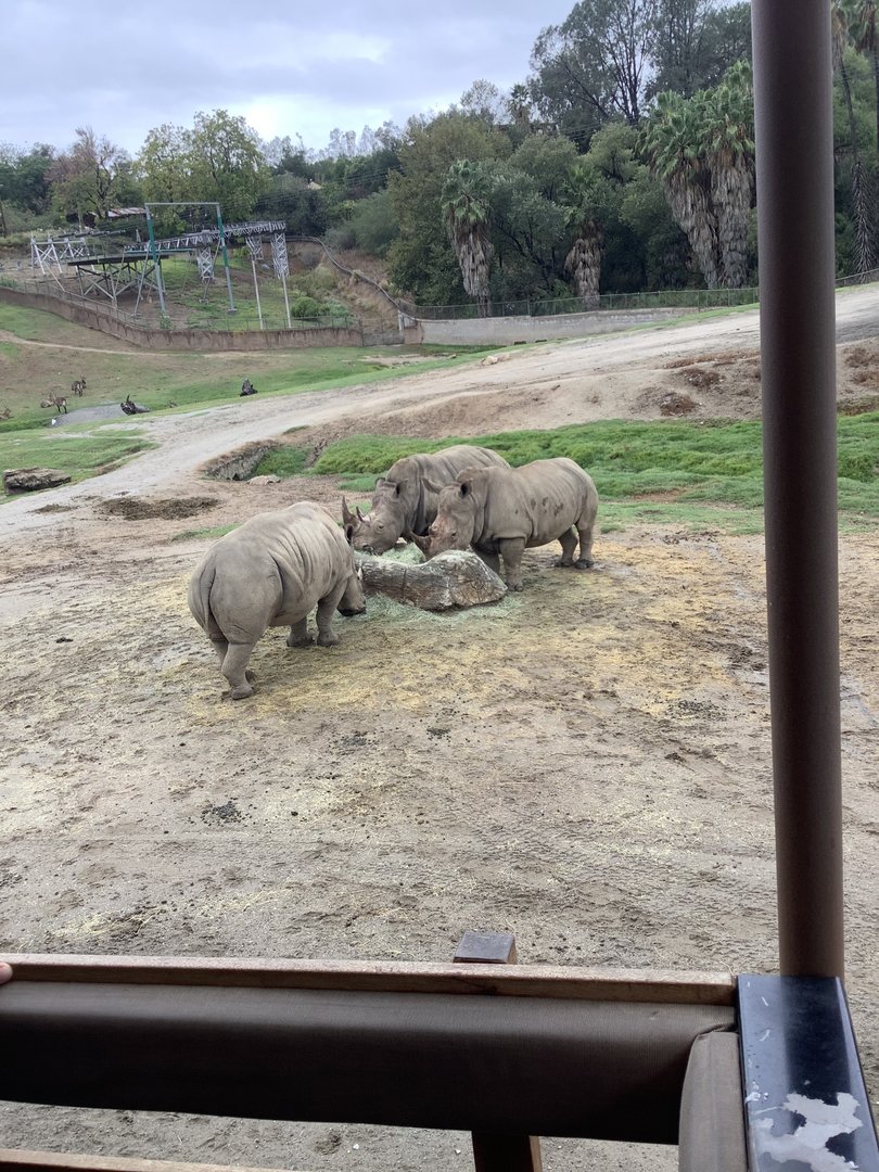 Rhinos eating 10/9/21