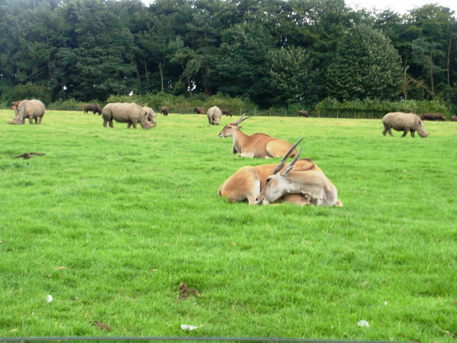 Rhinos, Eland and Bison - 07.08.2010