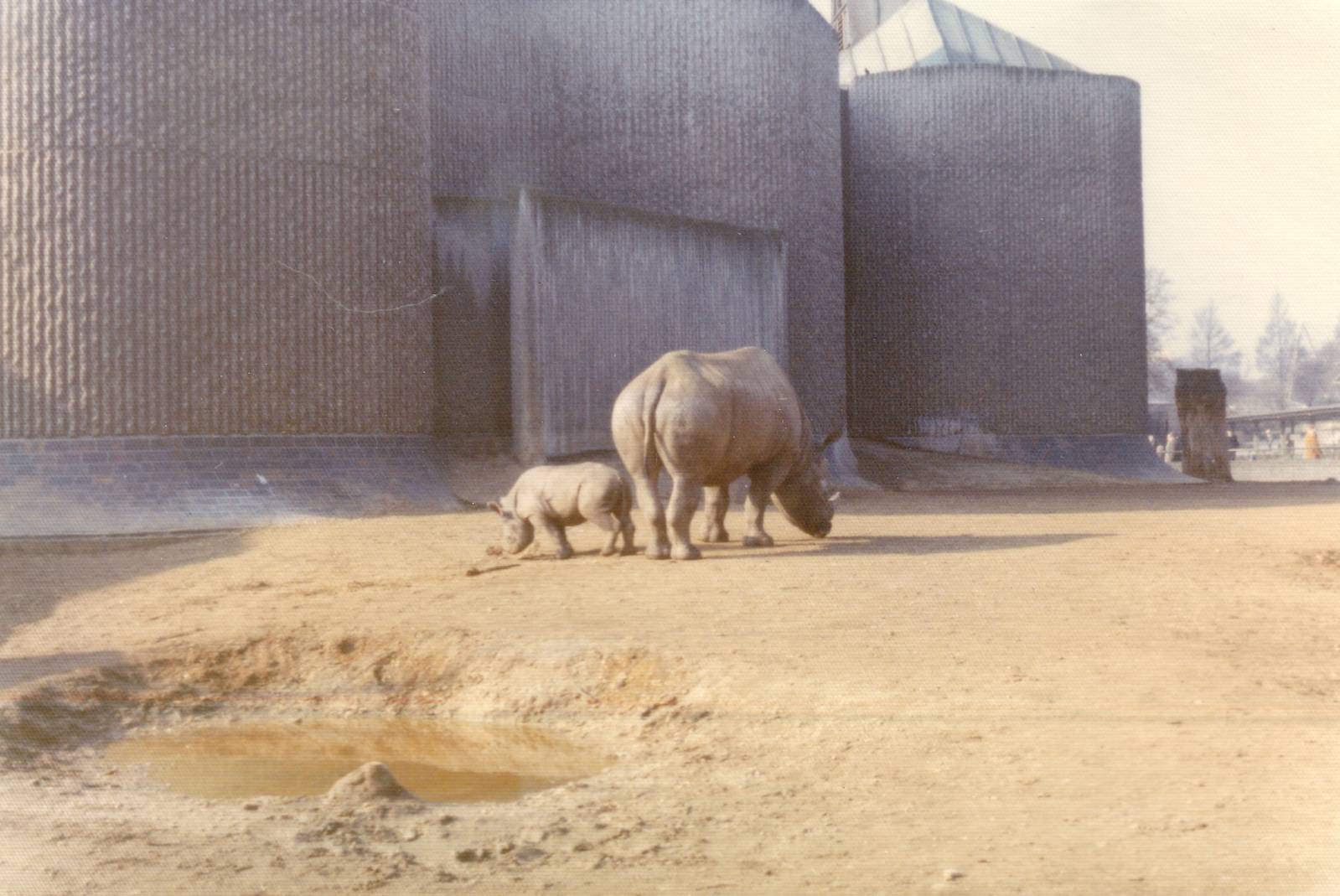 Rhinos, February 1973