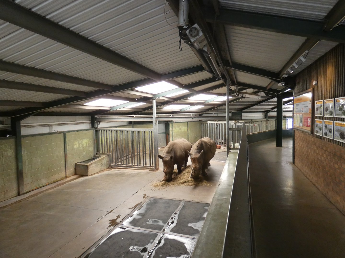 Rhinos in the rhino house