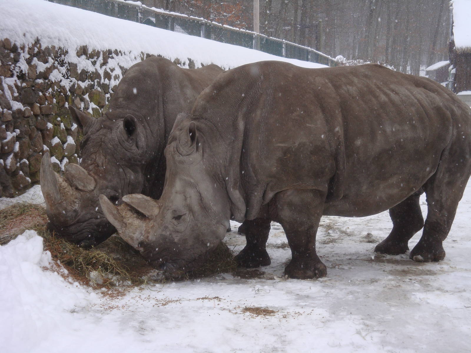 Rhinos in the snowstorm