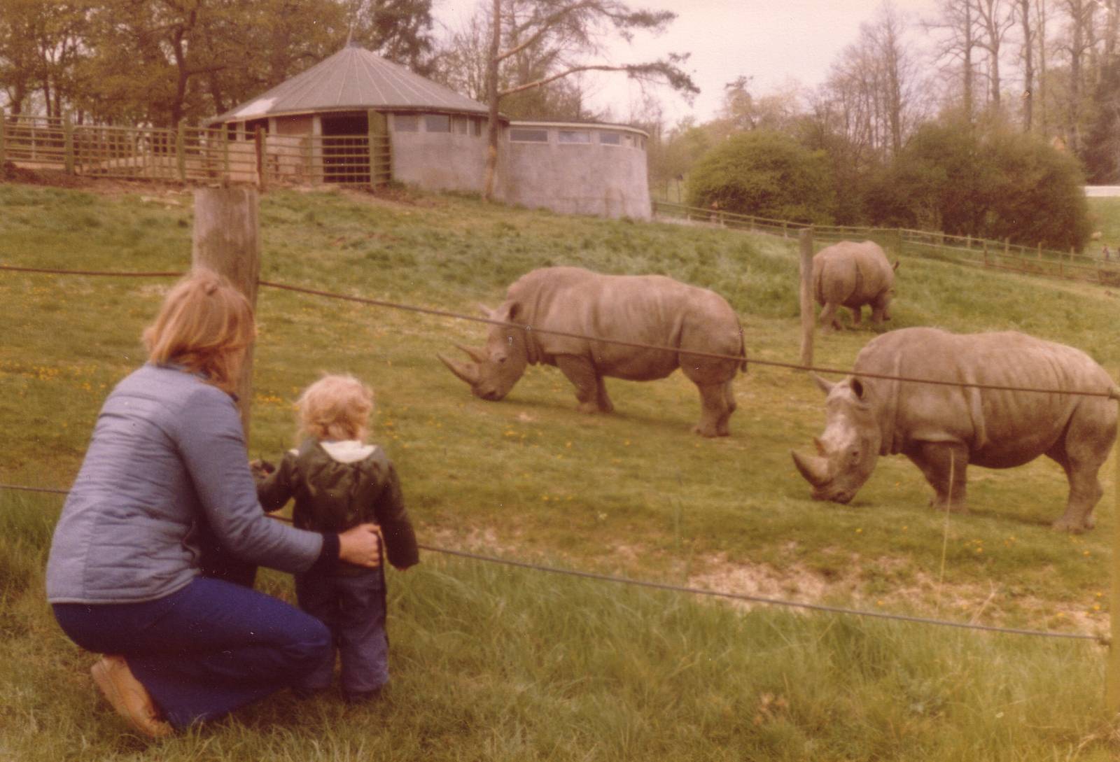 Rhinos, May 1980