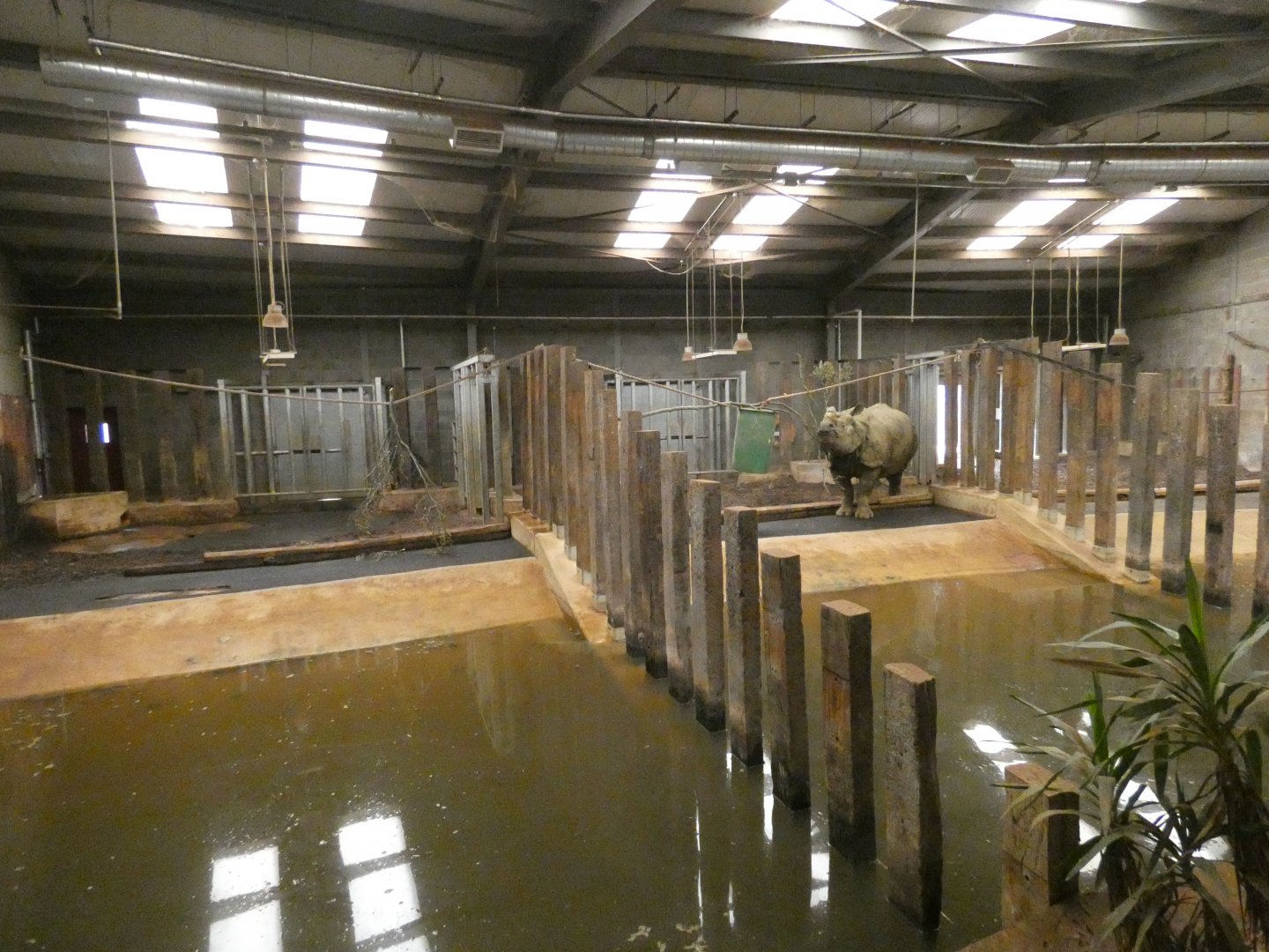 Rhinos of Nepal house