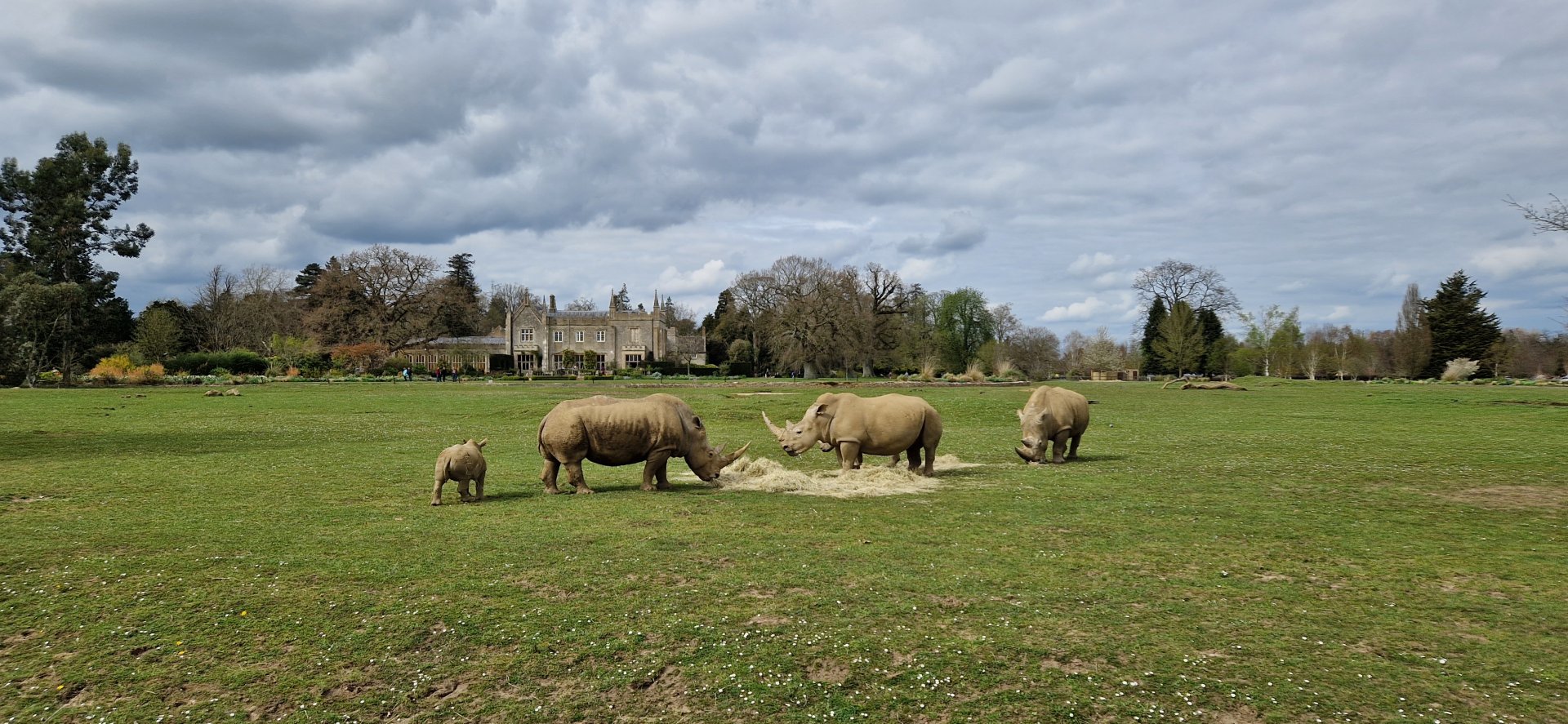 Rhinos On The Lawn