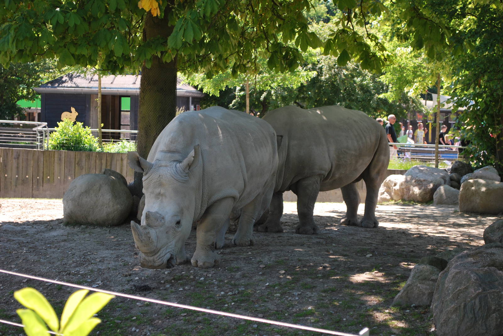 Rhinos taking a mud bath...